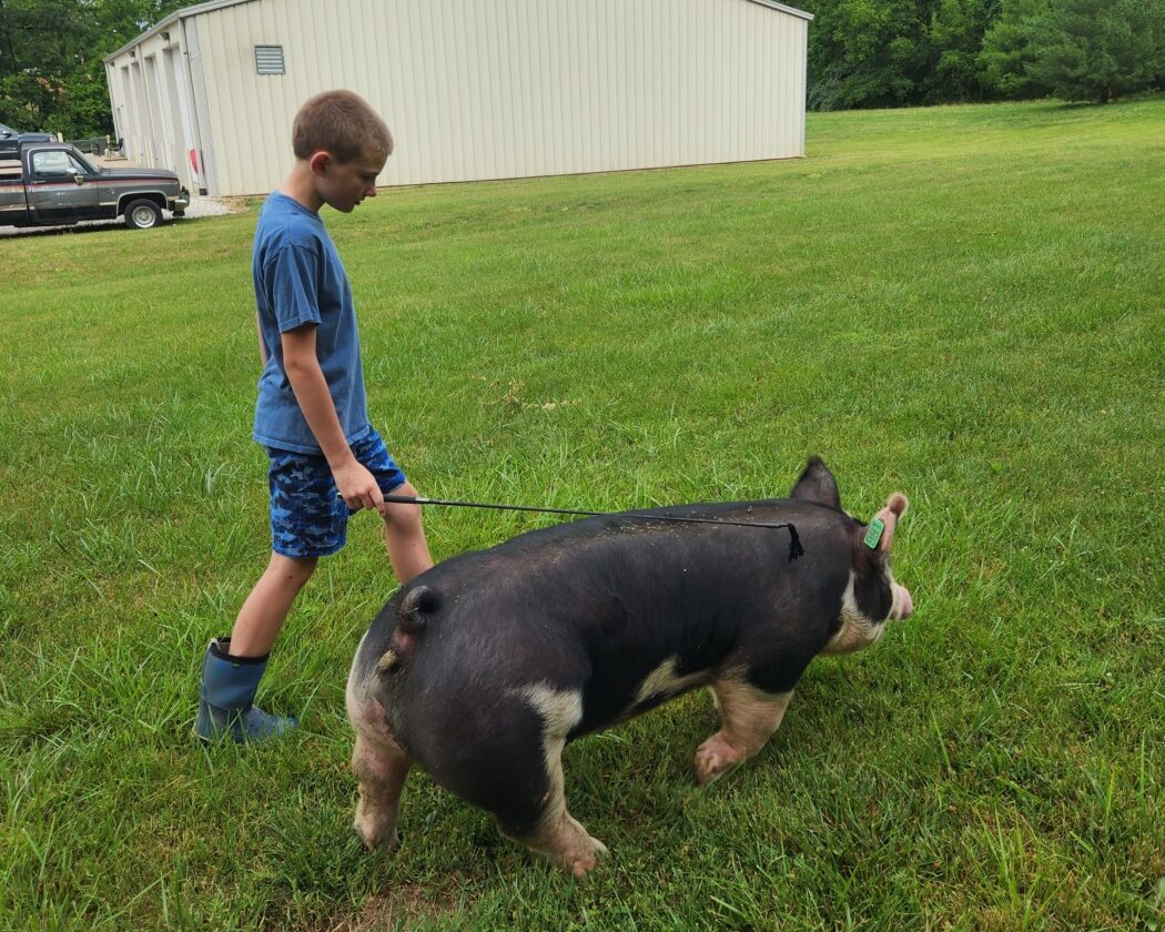 A young boy guiding a large pig on a walk.