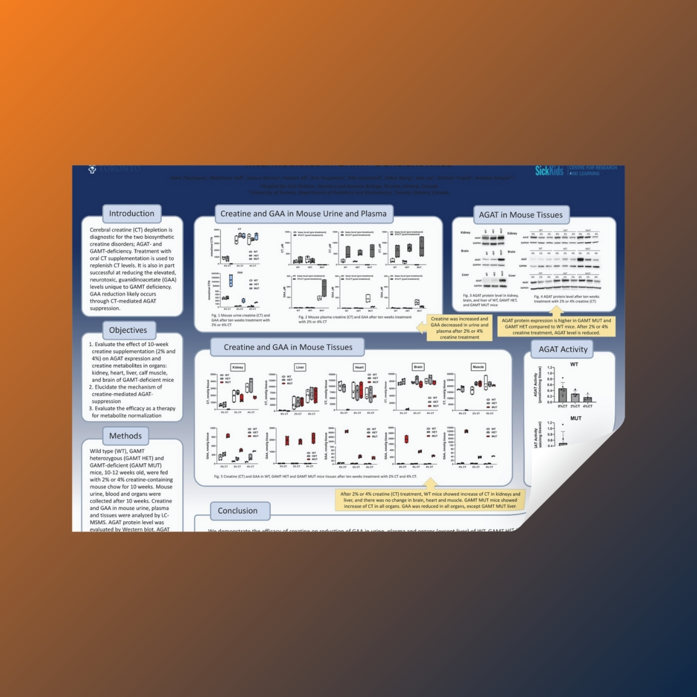 GAMT-mouse-CT-treatment-for-ACD-2024_ASC